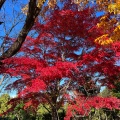 実際訪問したユーザーが直接撮影して投稿した三波川公園桜山公園の写真