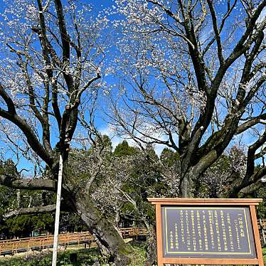 実際訪問したユーザーが直接撮影して投稿した中松桜の名所一心行の大桜の写真