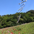 実際訪問したユーザーが直接撮影して投稿した神明町公園くりはま花の国の写真