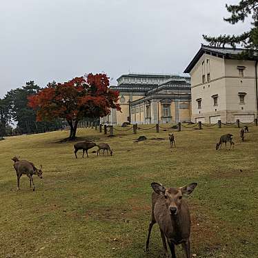 奈良公園のundefinedに実際訪問訪問したユーザーunknownさんが新しく投稿した新着口コミの写真