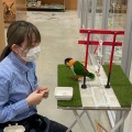 実際訪問したユーザーが直接撮影して投稿した地行浜テーマカフェ小動物カフェ Moff animal cafe MARKIS福岡ももち店の写真