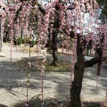 実際訪問したユーザーが直接撮影して投稿した藤方神社結城神社の写真