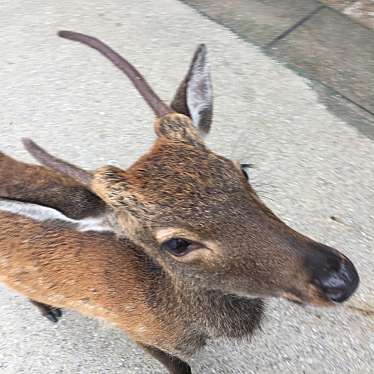 実際訪問したユーザーが直接撮影して投稿した宮島町町並み町家通りの写真