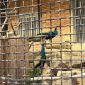 実際訪問したユーザーが直接撮影して投稿した矢並町動物園鞍ケ池公園動物園の写真