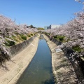 実際訪問したユーザーが直接撮影して投稿した田辺通散策路山崎川四季の道の写真