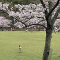 実際訪問したユーザーが直接撮影して投稿した雑司町公園奈良公園の写真