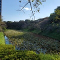 実際訪問したユーザーが直接撮影して投稿した北の丸公園公園北の丸公園の写真