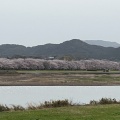 実際訪問したユーザーが直接撮影して投稿した中島散策路宮川堤の写真