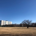 実際訪問したユーザーが直接撮影して投稿した八幡町公園武蔵野中央公園の写真