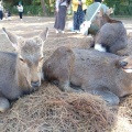 実際訪問したユーザーが直接撮影して投稿した雑司町公園奈良公園の写真