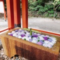 実際訪問したユーザーが直接撮影して投稿した雪ノ下神社鶴岡八幡宮 手水舎の写真