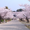 実際訪問したユーザーが直接撮影して投稿した本町公園姫路公園の写真