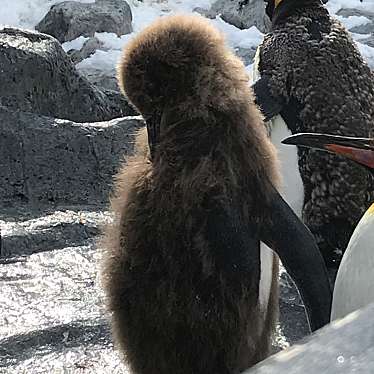 実際訪問したユーザーが直接撮影して投稿した東旭川町倉沼動物園ホッキョクギツネ舎の写真