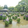 実際訪問したユーザーが直接撮影して投稿した宰府庭園太宰府天満宮の花菖蒲の写真