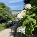 実際訪問したユーザーが直接撮影して投稿した極楽寺寺成就院の写真