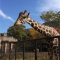 実際訪問したユーザーが直接撮影して投稿した安佐町大字動物園動物園広島市安佐動物公園の写真