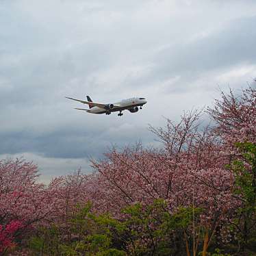 実際訪問したユーザーが直接撮影して投稿した駒井野公園成田市さくらの山の写真