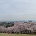 実際訪問したユーザーが直接撮影して投稿した玉島柏島公園円通寺公園の写真