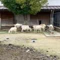 実際訪問したユーザーが直接撮影して投稿した船越町動物園九十九島動植物園 森きららの写真