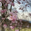 実際訪問したユーザーが直接撮影して投稿した城戸ノ内町庭園一乗谷朝倉氏庭園の写真