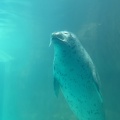 実際訪問したユーザーが直接撮影して投稿した戸賀塩浜水族館 / アクアリウム男鹿水族館GAOの写真