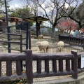 実際訪問したユーザーが直接撮影して投稿した綾羽動物園五月山動物園の写真