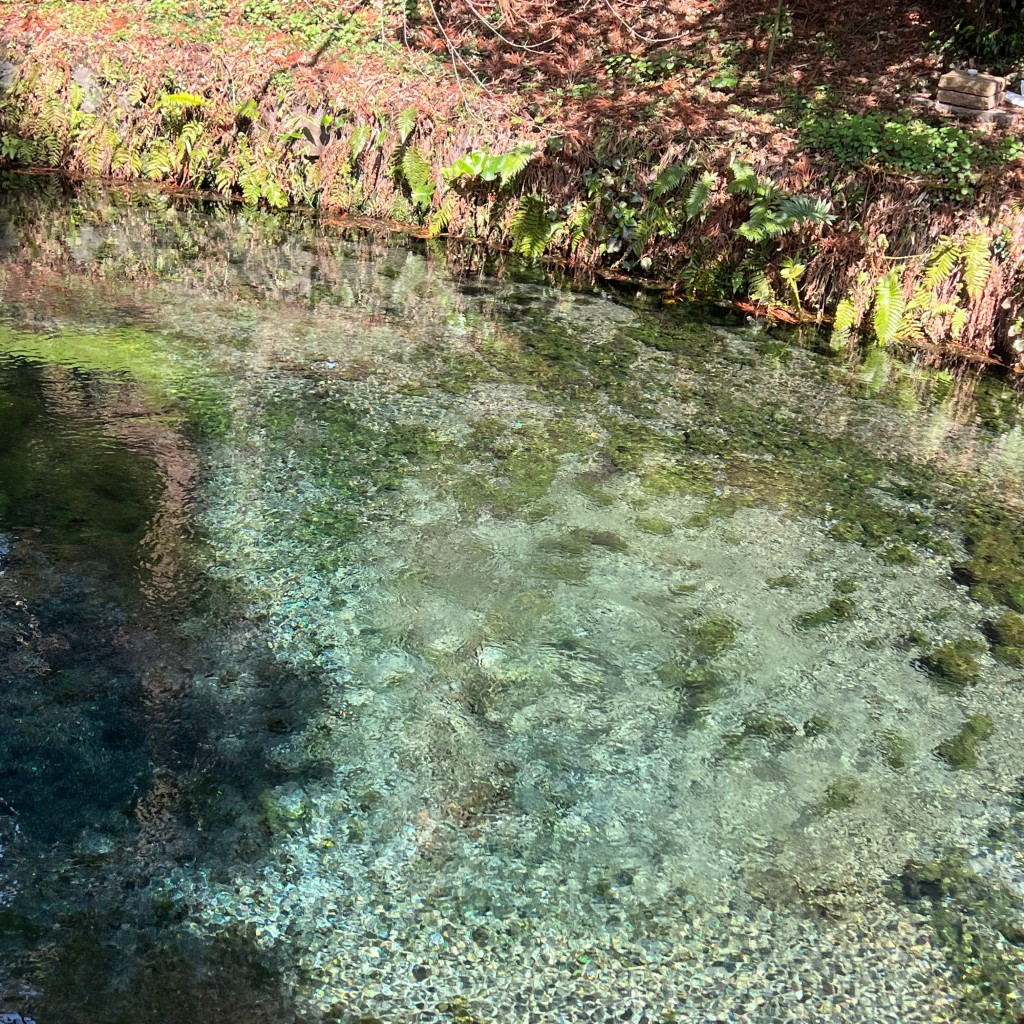 ずーーーーさんが投稿した白川名水 / 湧水百選のお店白川水源/シラカワスイゲンの写真