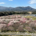 実際訪問したユーザーが直接撮影して投稿した藤原町鼎公園いなべ市梅林公園の写真