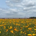 実際訪問したユーザーが直接撮影して投稿した滝馬室イベントスペースこうのす花まつり ポピーまつり(馬室会場)の写真