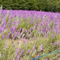 実際訪問したユーザーが直接撮影して投稿した花のきれいなスポット春の彩りの畑の写真