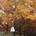 実際訪問したユーザーが直接撮影して投稿したマキノ町寺久保散策路マキノ高原 メタセコイア並木の写真