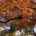 実際訪問したユーザーが直接撮影して投稿した中央町公園大池公園の写真