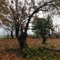 実際訪問したユーザーが直接撮影して投稿した早島公園早島公園の写真