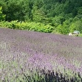 実際訪問したユーザーが直接撮影して投稿した盤渓植物園 / 樹木園幌見峠ラベンダー園の写真