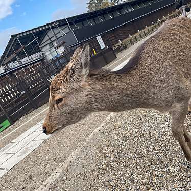 興福寺のundefinedに実際訪問訪問したユーザーunknownさんが新しく投稿した新着口コミの写真