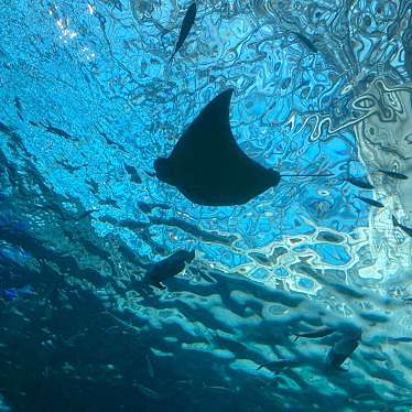 名古屋港水族館のundefinedに実際訪問訪問したユーザーunknownさんが新しく投稿した新着口コミの写真