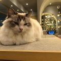 おやつ - 実際訪問したユーザーが直接撮影して投稿した日蒔野テーマカフェ猫カフェMOCHA イオンモール福津店の写真のメニュー情報
