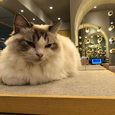 猫カフェMOCHA イオンモール福津店のundefinedに実際訪問訪問したユーザーunknownさんが新しく投稿した新着口コミの写真