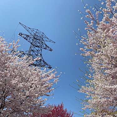 実際訪問したユーザーが直接撮影して投稿した苗ヶ島町桜の名所赤城南面千本桜の写真