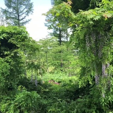 実際訪問したユーザーが直接撮影して投稿した安比高原体験安比の森の写真