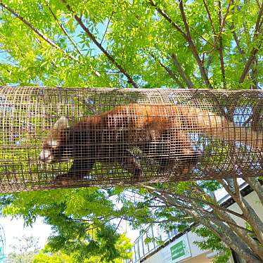 京都市動物園のundefinedに実際訪問訪問したユーザーunknownさんが新しく投稿した新着口コミの写真