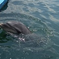 実際訪問したユーザーが直接撮影して投稿した津田町鶴羽水族館 / アクアリウム日本ドルフィンセンターの写真