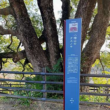 実際訪問したユーザーが直接撮影して投稿した塙田文化財八幡山のクスノキの写真