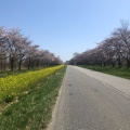 実際訪問したユーザーが直接撮影して投稿した散策路桜と菜の花ロードの写真