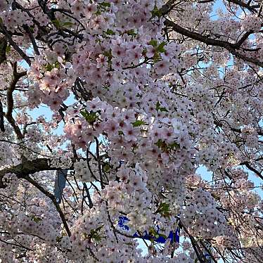 ふぃる2300さんが投稿した木次町木次桜の名所のお店斐伊川堤防桜並木/ヒイカワテイボウサクラナミキの写真