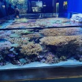 実際訪問したユーザーが直接撮影して投稿した西船見町水族館 / アクアリウム新潟市水族館 マリンピア日本海の写真