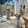 実際訪問したユーザーが直接撮影して投稿した花畑カフェDog Cafe Florenceの写真