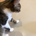 実際訪問したユーザーが直接撮影して投稿した問屋町カフェブルーキャットカフェの写真