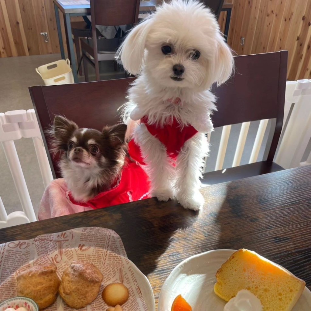 JJmamaさんが投稿した金谷町カフェのお店Dogcafe story/ドッグ カフェ ストーリーの写真