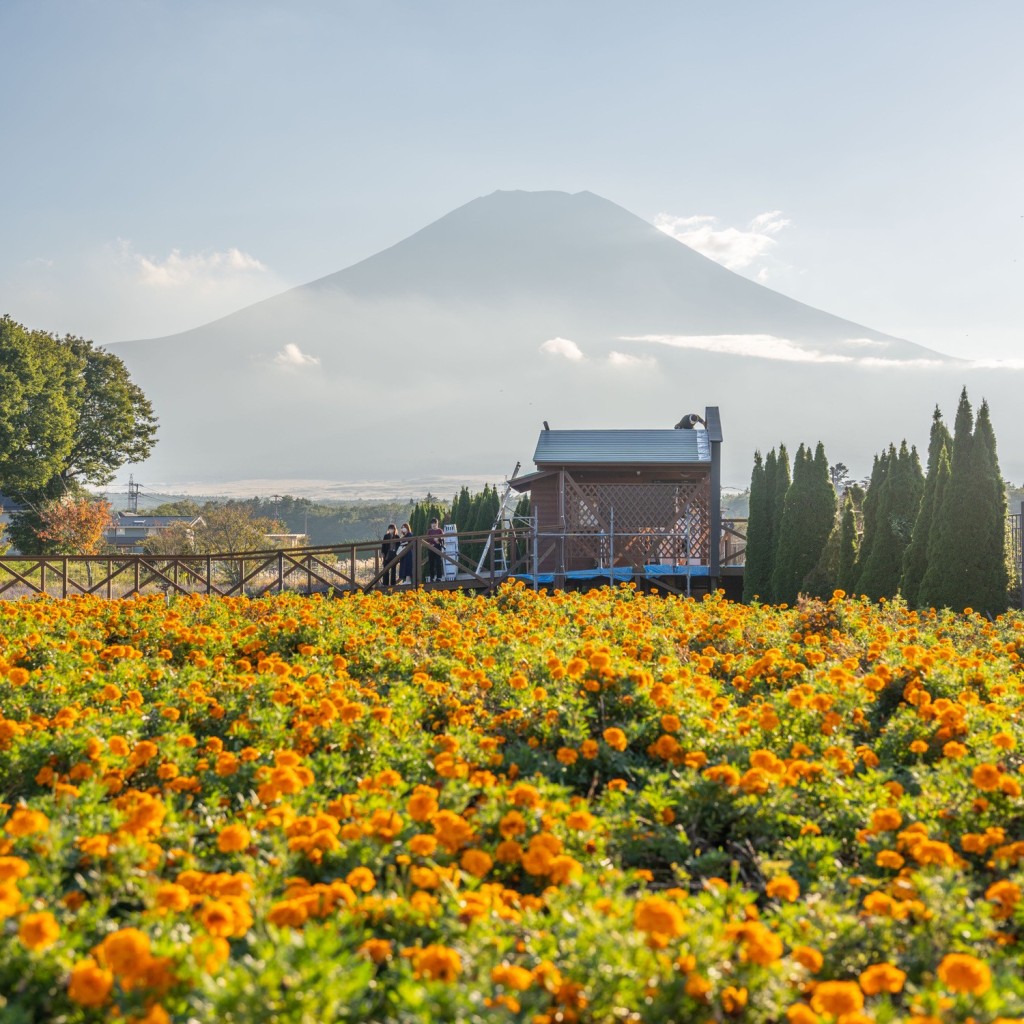 ronphotographさんが投稿した山中公園のお店山中湖 花の都公園/ヤマナカコ ハナノミヤココウエンの写真